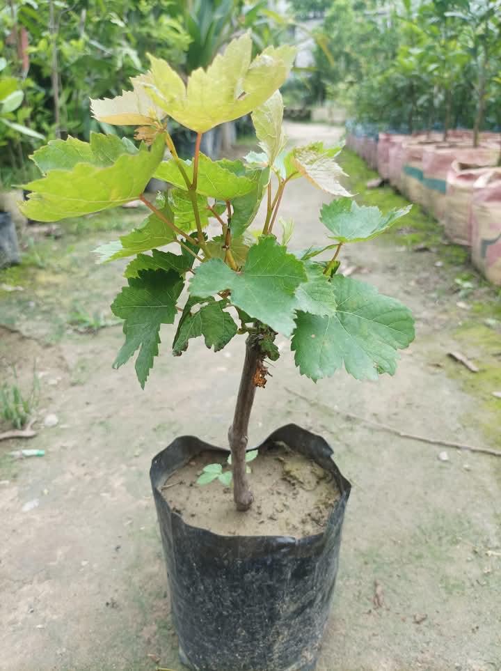 WhatsApp Image 2026-05-19 at 12.39.36 AM (1)