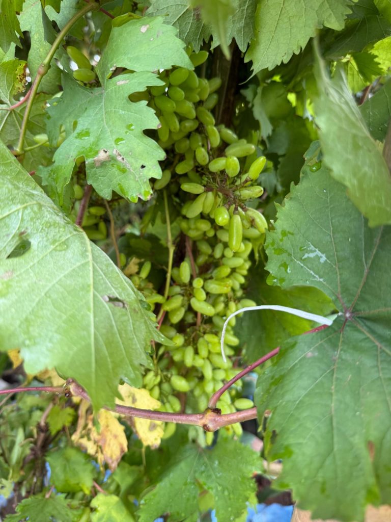 WhatsApp Image 2026-05-19 at 12.39.37 AM