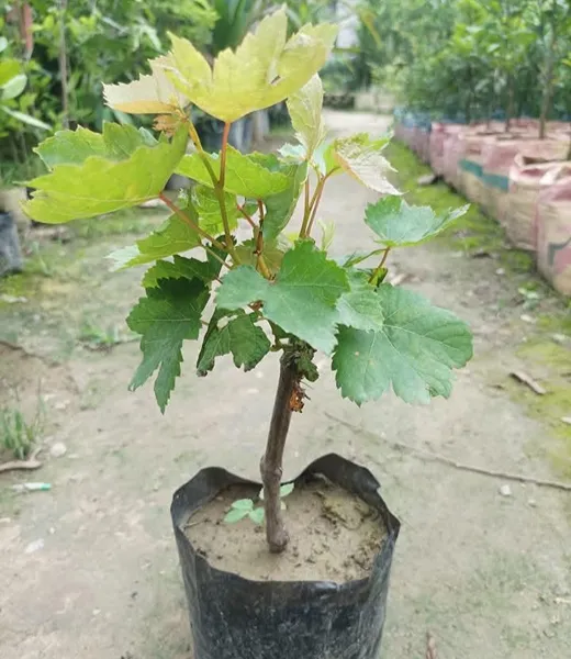 ডেলিভারি চারা ১