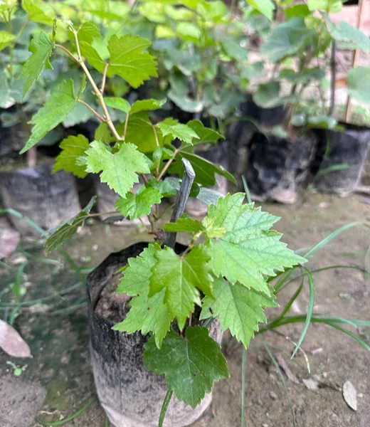 ডেলিভারি চারা ৩