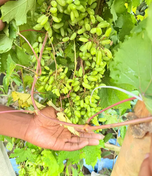 মাতৃগাছের ফলন ৩